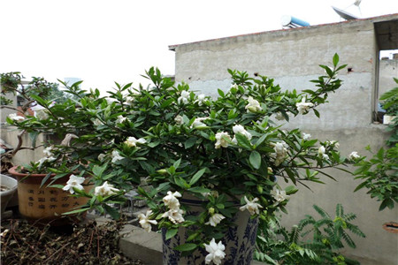 栀子花