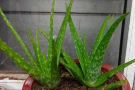 芦荟