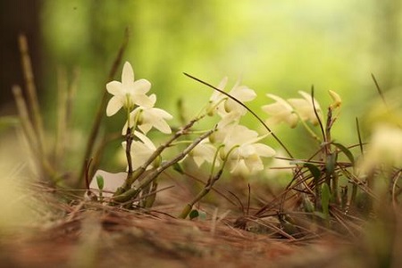 美丽的霍山石斛