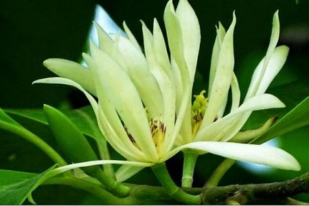 美丽的白兰花