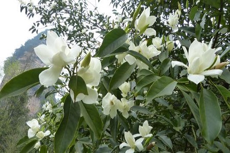 漂亮的白兰花