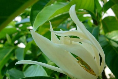 白兰花