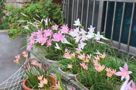 漂亮的风雨兰