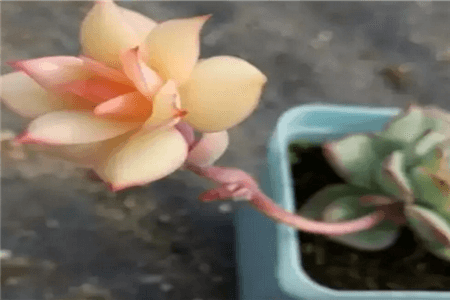 掐掉花头,呼呼窜侧芽 掐掉花头,呼呼窜侧芽