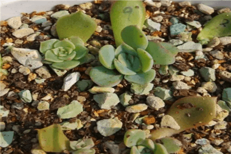 花剑上的小叶子,掰下扔土里,保证活! 花剑上的小叶子,掰下扔土里,保证活!