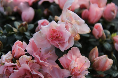 杜鹃花
