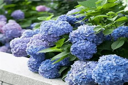 绣球花