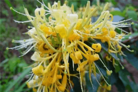 金银花