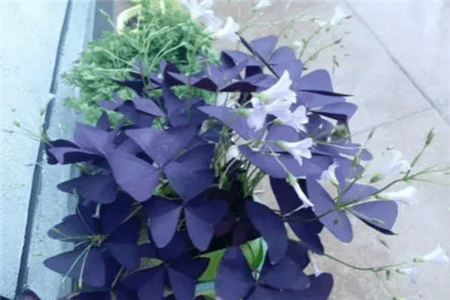 醡浆草
