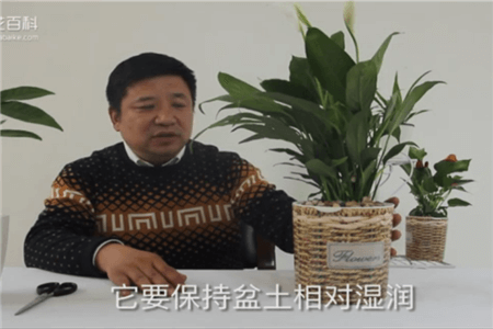 白掌水分