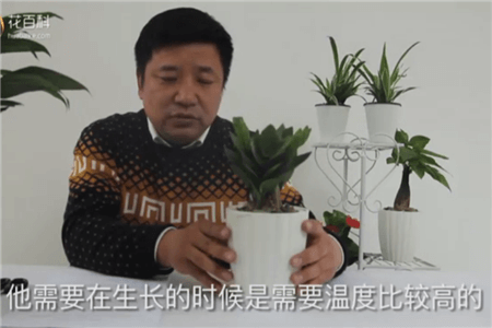 金钱树温度