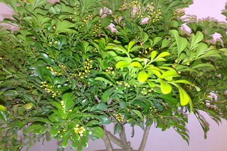 米兰花