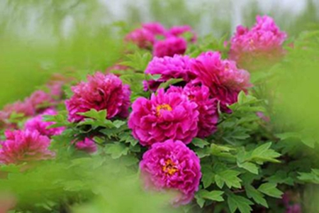 牡丹花