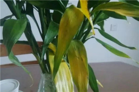 水培黄叶富贵竹 水培黄叶富贵竹