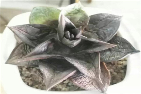 严重黑腐病变