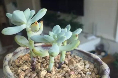 减少浇水