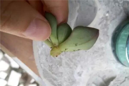 根部已经烂完了