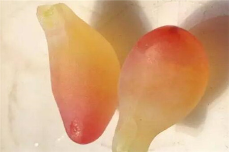小心摘下叶片
