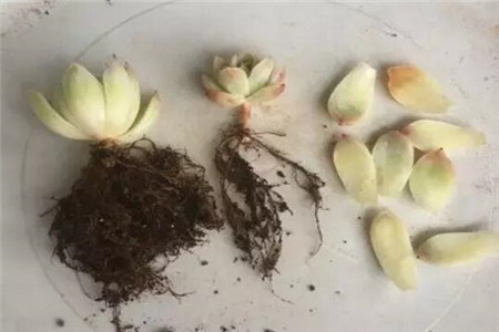 摘掉坏掉的叶子