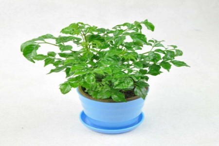 美丽的幸福树