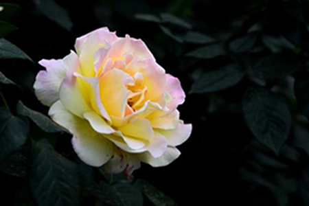 美丽的月季花