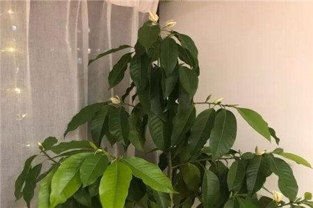 好看的白兰