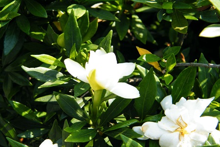 美丽的栀子花