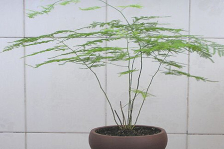 美丽的文竹 美丽的文竹