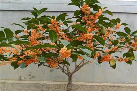 桂花
