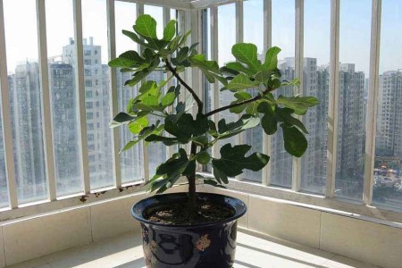 漂亮的平安树