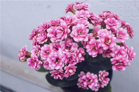 长寿花