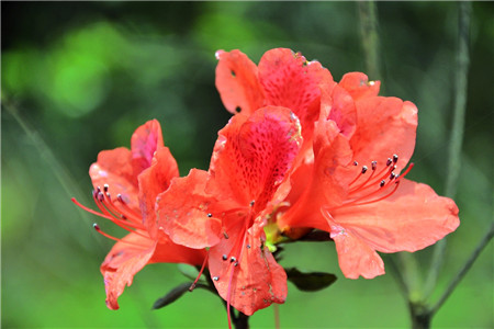 漂亮的杜鹃花