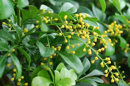 米兰花