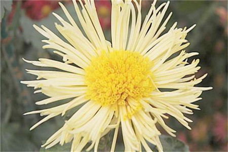 菊花