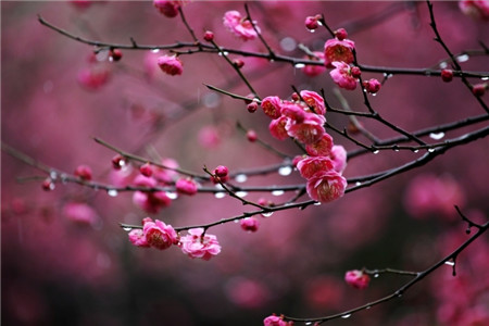 梅花
