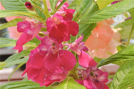 凤仙花