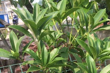 桂花