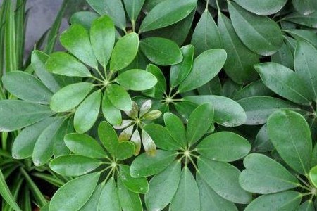 发财树 发财树