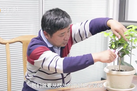 茉莉花