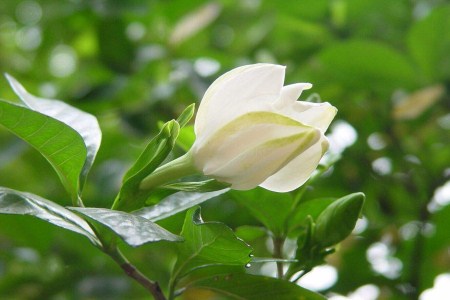 栀子花