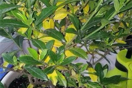 黃葉梔子花 