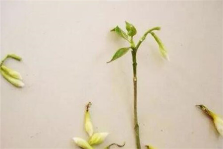 梔子花掉的花蕾 