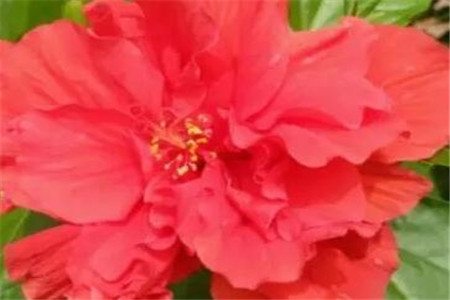 朱瑾花 