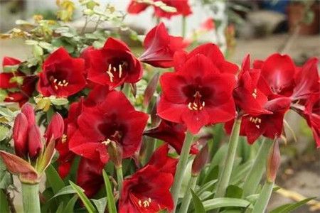 朱頂紅 