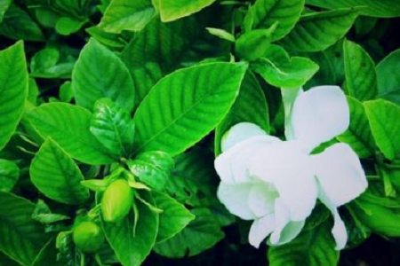 栀子花