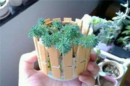 小夾子做花盆 