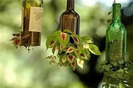 啤酒瓶做花盆 