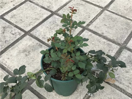 月季花 
