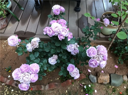 月季花 