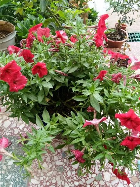 矮牽牛 